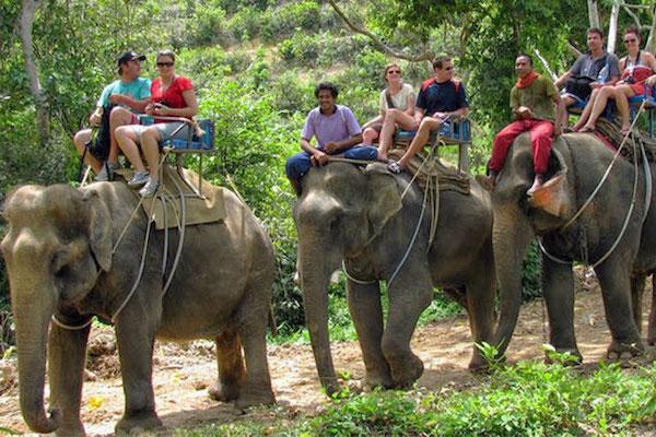 Elephant Trekking